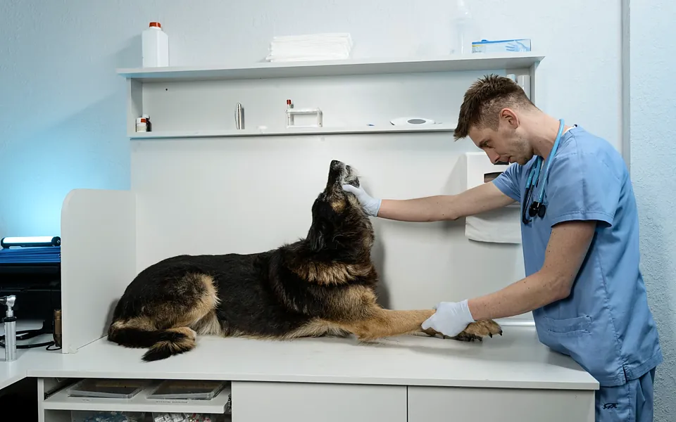 Veterinarian examining a dog on an exam table in a clinic